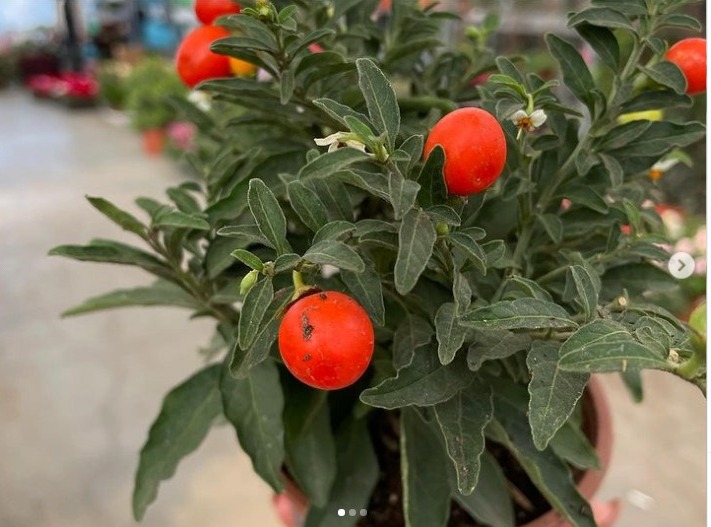 Solanum bitkisi